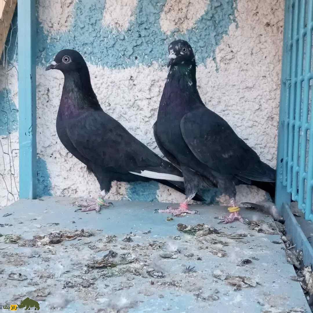 کبوتر جهنمی؛ کبوتر اصیل ایرانی که نماد جهنم است کبوتر جهنمی؛ کبوتر اصیل ایرانی که نماد جهنم است
