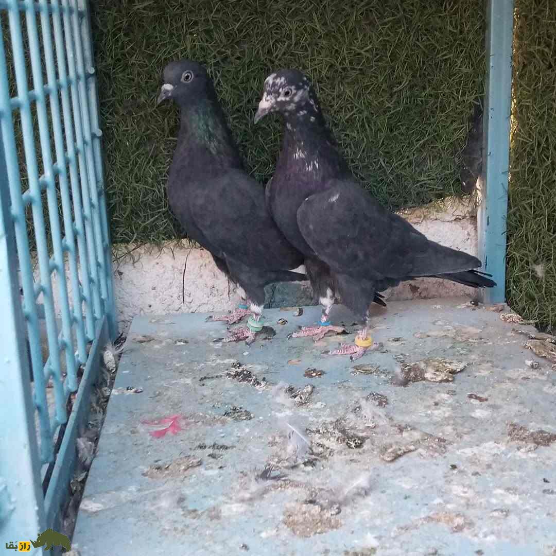 کبوتر جهنمی؛ کبوتر اصیل ایرانی که نماد جهنم است کبوتر جهنمی؛ کبوتر اصیل ایرانی که نماد جهنم است