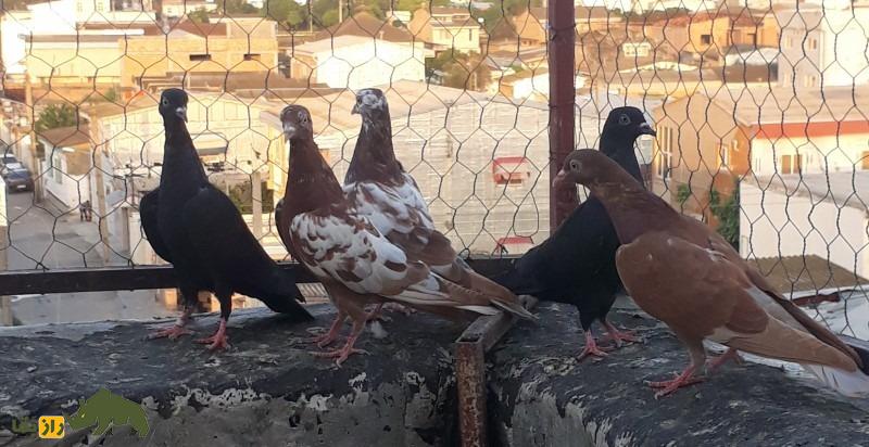 کبوتر جهنمی؛ کبوتر اصیل ایرانی که نماد جهنم است کبوتر جهنمی؛ کبوتر اصیل ایرانی که نماد جهنم است
