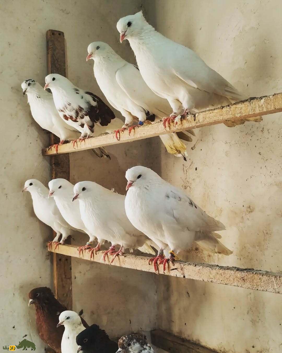 کبوتر شمرونی یا نیاورانی؛ کبوتر نوکمثلثی معروف «موشپا» که عاشق راه رفتن پنجه است کبوتر شمرونی یا نیاورانی؛ کبوتر نوکمثلثی معروف «موشپا» که عاشق راه رفتن پنجه است