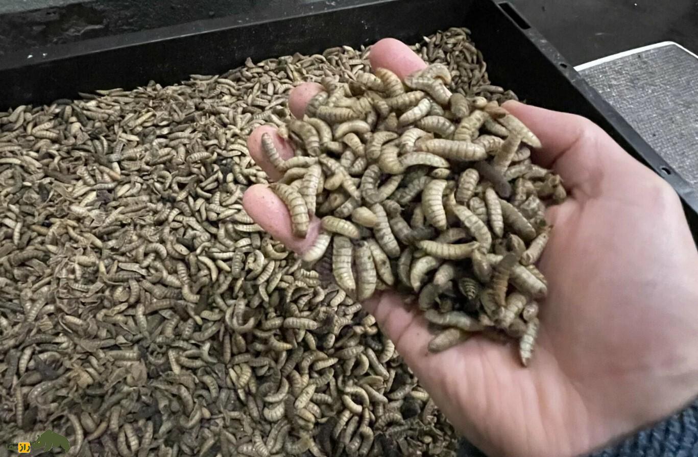 مگس سیاه سرباز؛ مگس بیخطری که ضایعات را به پروتئین و چربی تبدیل میکند و غذای آینده انسان است لارو مگس سیاه سرباز در دستان یک انسان