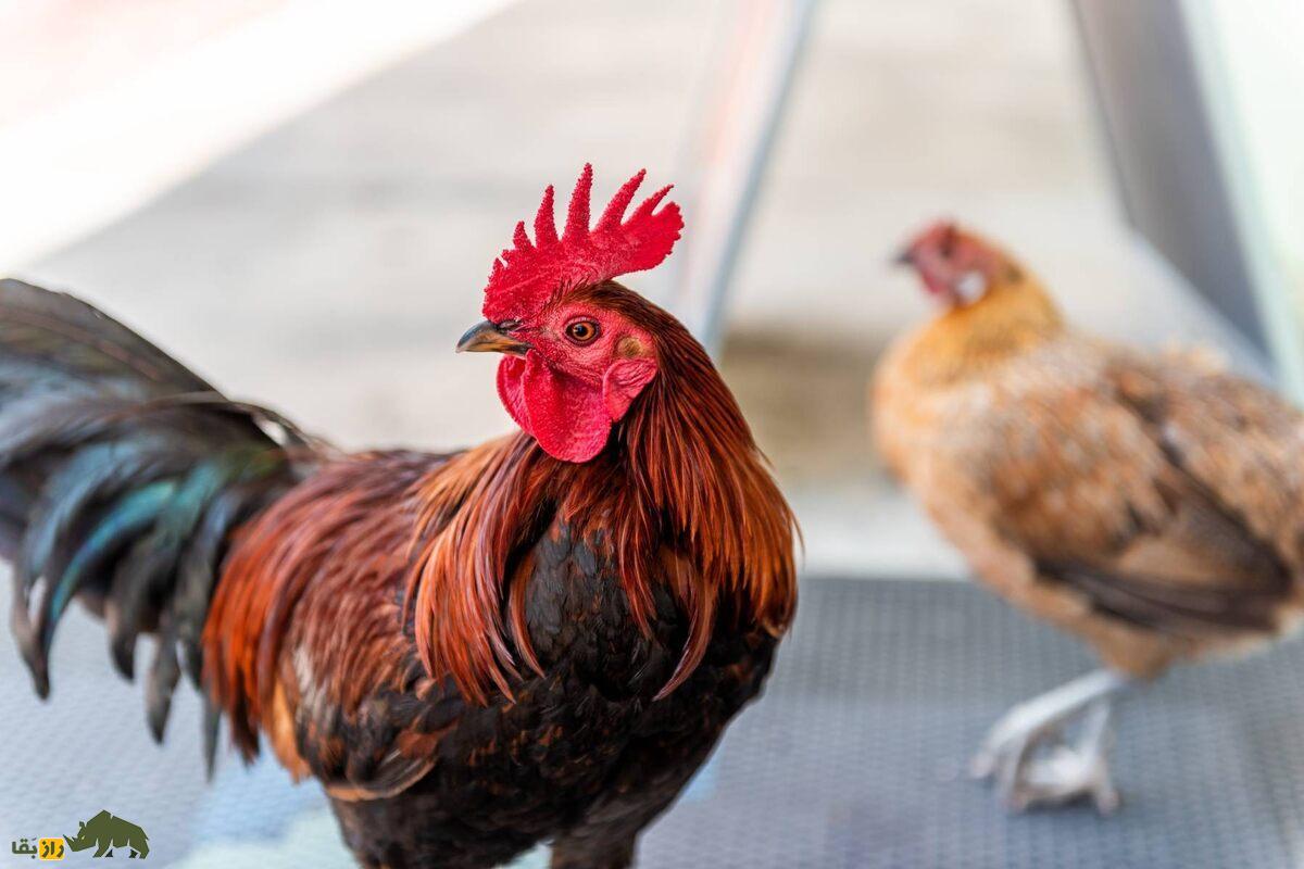 مرغ‌های وحشی؛ پرندگان مقاوم طبیعت که پروازمی‌کنند و در گیلان وجود دارند