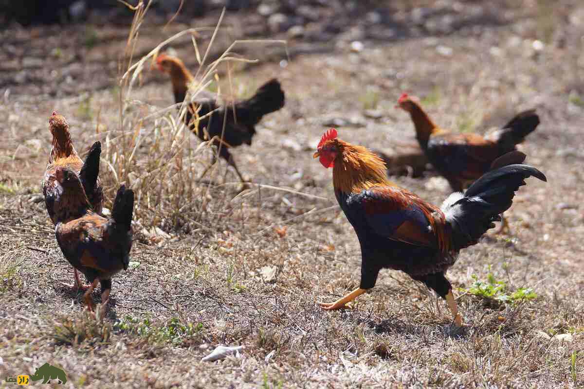 مرغ‌های وحشی؛ پرندگان مقاوم طبیعت که پروازمی‌کنند و در گیلان وجود دارند