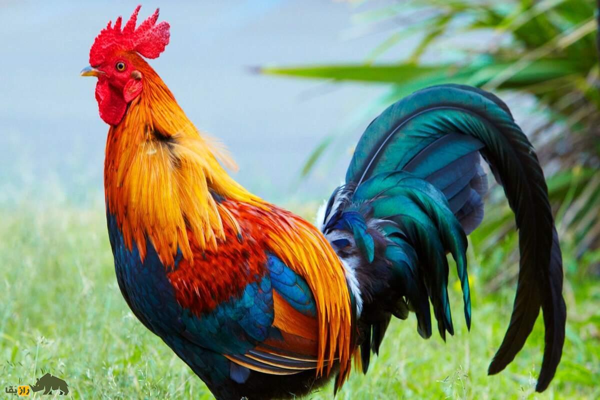 مرغ‌های وحشی؛ پرندگان مقاوم طبیعت که پروازمی‌کنند و در گیلان وجود دارند