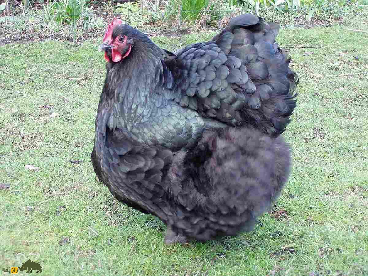 مرغ اورپینگتون؛ پرنده عظیم‌الجثه و به شدت ساکت که شبیه یک بالش در حال حرکت است