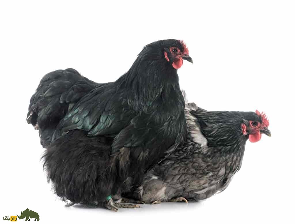 مرغ اورپینگتون؛ پرنده عظیم‌الجثه و به شدت ساکت که شبیه یک بالش در حال حرکت است