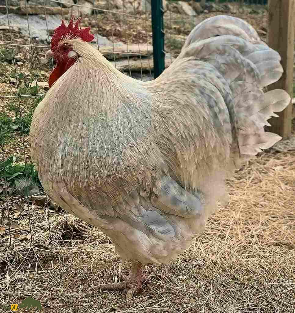 مرغ اورپینگتون؛ پرنده عظیم‌الجثه و به شدت ساکت که شبیه یک بالش در حال حرکت است