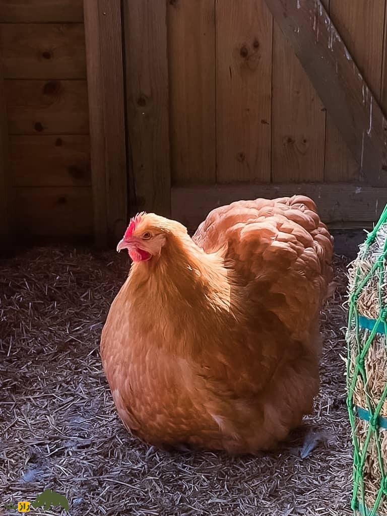 مرغ اورپینگتون؛ پرنده عظیم‌الجثه و به شدت ساکت که شبیه یک بالش در حال حرکت است