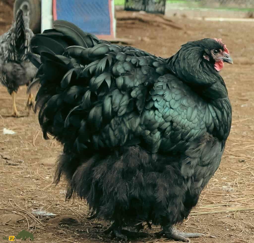 مرغ اورپینگتون؛ پرنده عظیم‌الجثه و به شدت ساکت که شبیه یک بالش در حال حرکت است