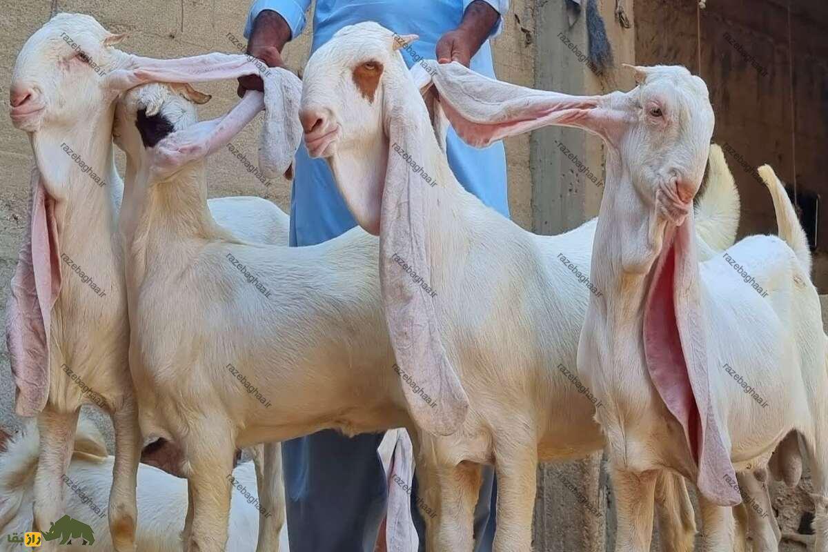 بز پاکستانی گلابی پاتری؛ گوش‌درازترین بز جهان که گوش‌هایش به زمین می‌رسد و بهترین نژاد برای پرورش است