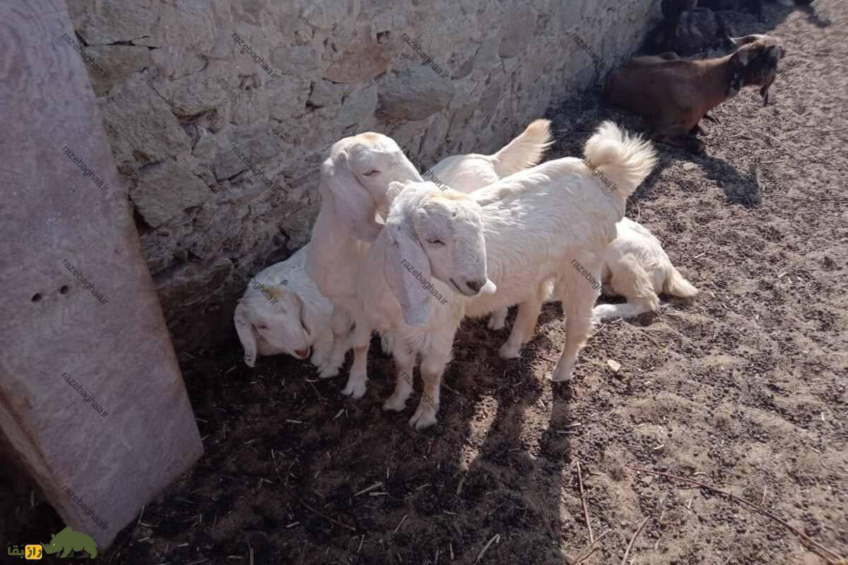 بز گلابی پاتری؛ یک نژاد منحصر به فرد از جنوب آسیا بز گلابی پاتری؛ یک نژاد منحصر به فرد از جنوب آسیا