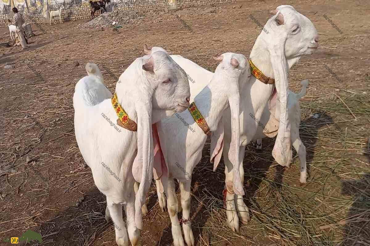 بز گلابی پاتری؛ یک نژاد منحصر به فرد از جنوب آسیا بز گلابی پاتری؛ یک نژاد منحصر به فرد از جنوب آسیا