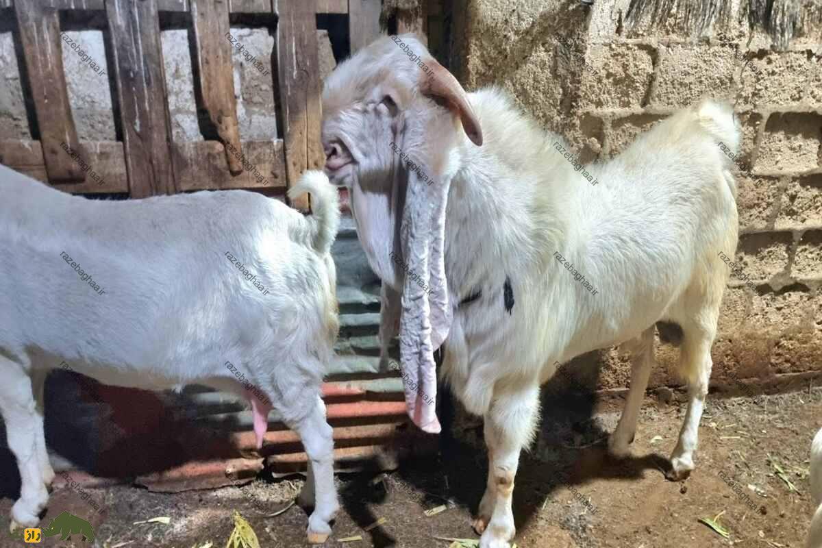 بز گلابی پاتری؛ یک نژاد منحصر به فرد از جنوب آسیا بز گلابی پاتری؛ یک نژاد منحصر به فرد از جنوب آسیا