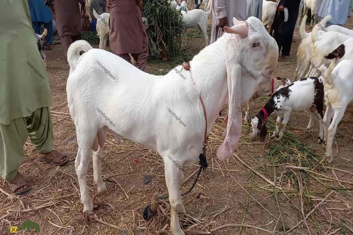 بز گلابی پاتری؛ یک نژاد منحصر به فرد از جنوب آسیا بز گلابی پاتری؛ یک نژاد منحصر به فرد از جنوب آسیا