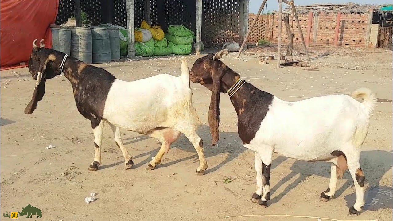 بز سِندی؛ بزهای پاکستانی ۷۰ کیلویی که «آواز» میخوانند و روزی ۳ لیتر شیر میدهند بز سِندی؛ بزهای پاکستانی ۷۰ کیلویی که «آواز» میخوانند و روزی ۳ لیتر شیر میدهند