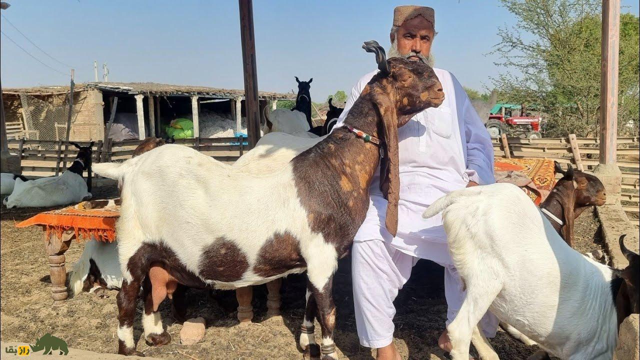 بز سِندی؛ بزهای پاکستانی ۷۰ کیلویی که «آواز» میخوانند و روزی ۳ لیتر شیر میدهند بز سِندی؛ بزهای پاکستانی ۷۰ کیلویی که «آواز» میخوانند و روزی ۳ لیتر شیر میدهند
