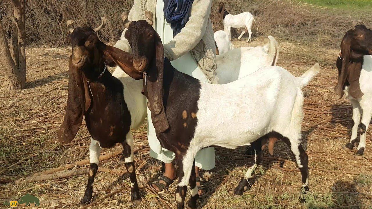 بز سِندی؛ بزهای پاکستانی ۷۰ کیلویی که «آواز» میخوانند و روزی ۳ لیتر شیر میدهند بز سِندی؛ بزهای پاکستانی ۷۰ کیلویی که «آواز» میخوانند و روزی ۳ لیتر شیر میدهند