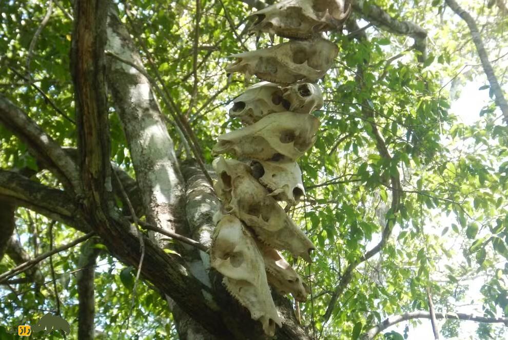 (تصاویر) کشف یک قبیله جدید و ناشناخته در آمازون؛ آنها مثل انسان‌های اولیه برهنه زندگی می‌کنند