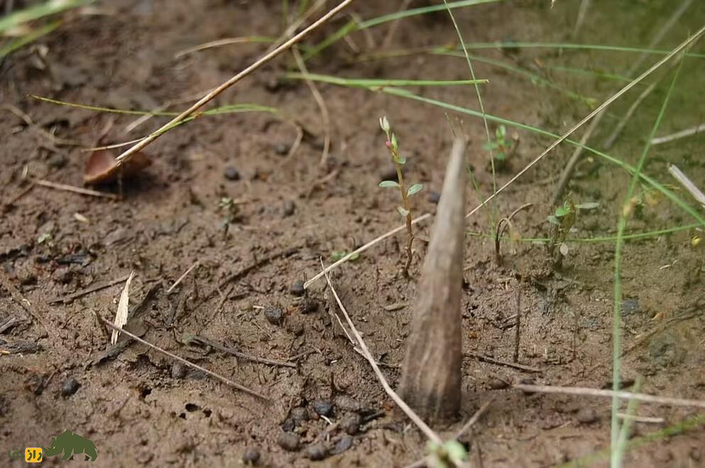 (تصاویر) کشف یک قبیله جدید و ناشناخته در آمازون؛ آنها مثل انسان‌های اولیه برهنه زندگی می‌کنند