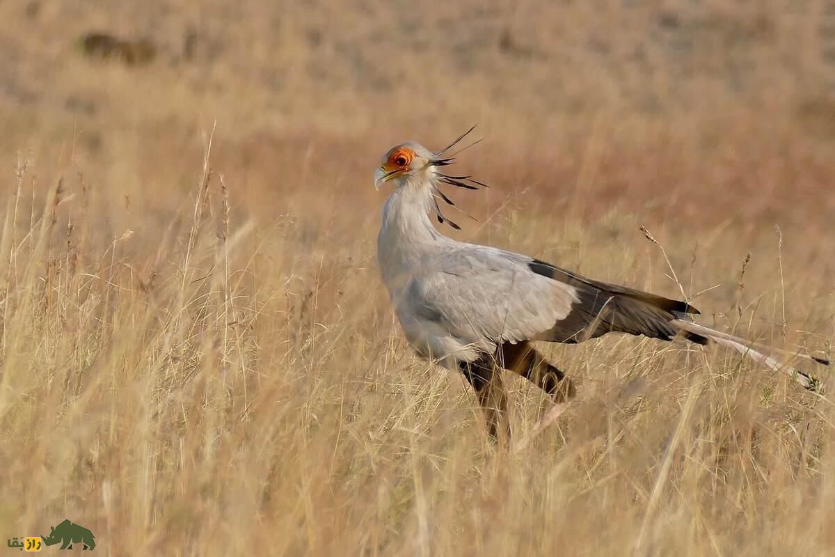 مرغ مُنشی در حال راه رفتن روی چمن خشک شده