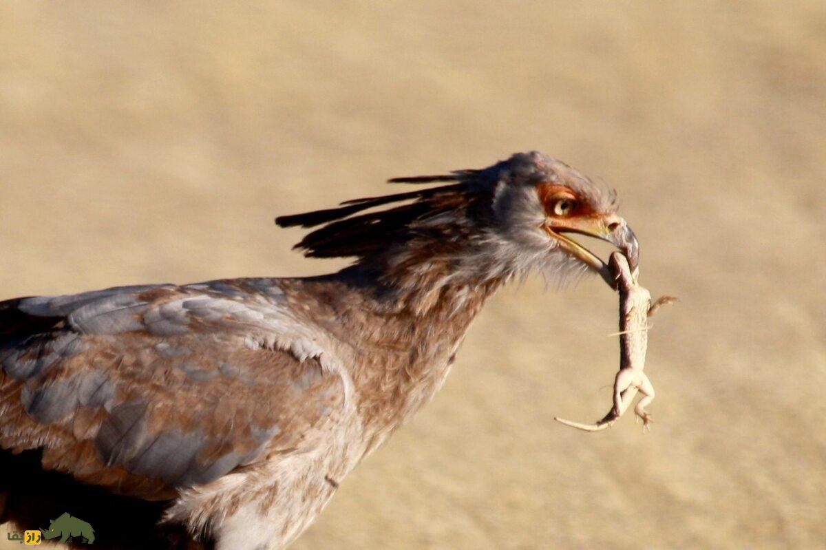 مرغ مُنشی مامولک را شکار کرده است