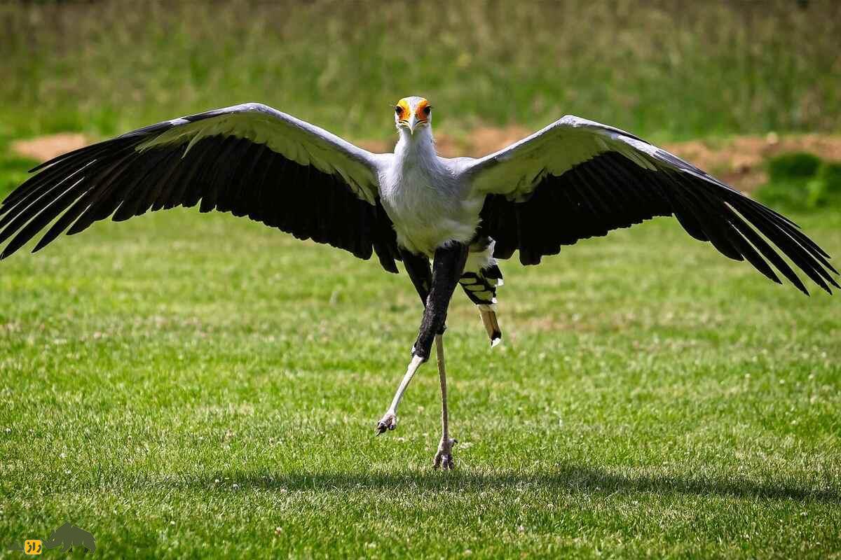 مرغ مُنشی در حال راه رفتن روی چمن سبز با بال‌های باز