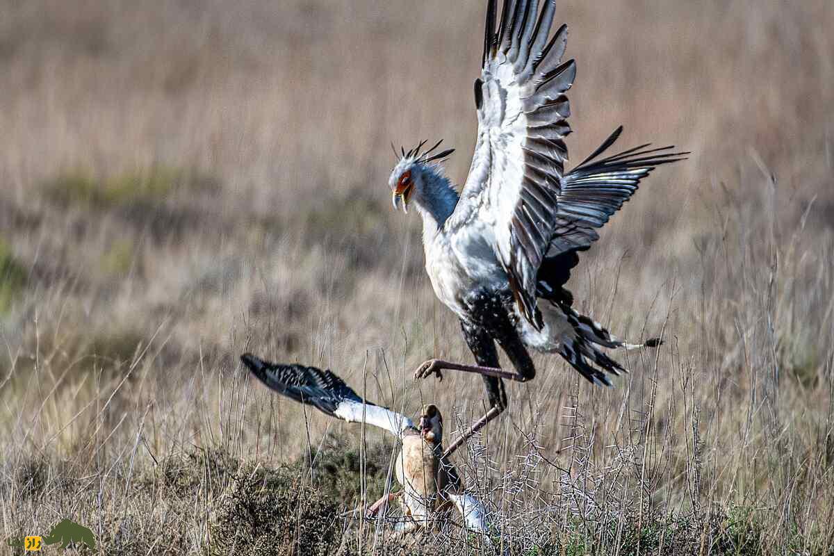 مرغ مُنشی ئر حال شکار اردک
