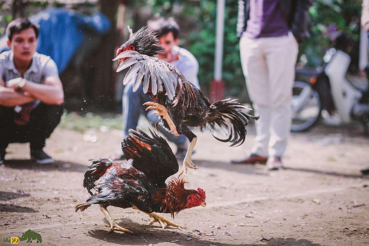 خروس کلنگی افغان خروس کلنگی افغان