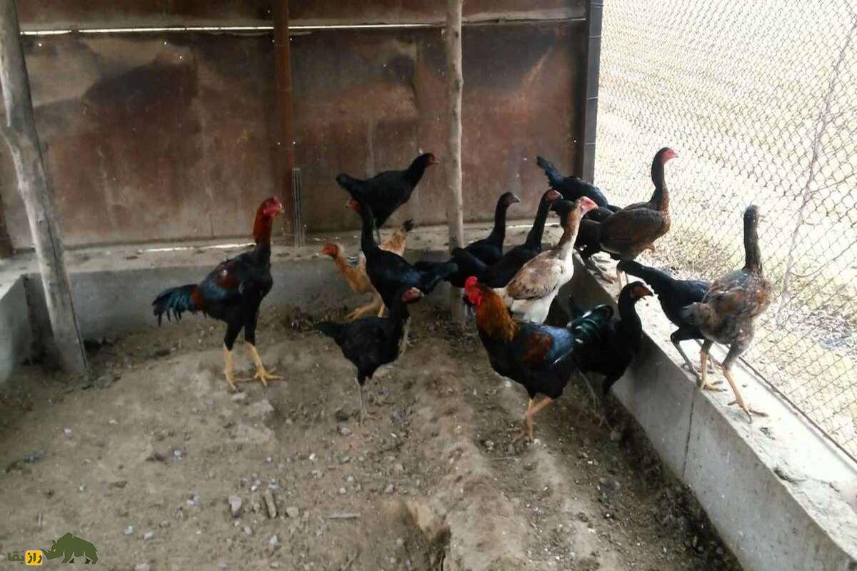خروس کلنگی افغان خروس کلنگی افغان