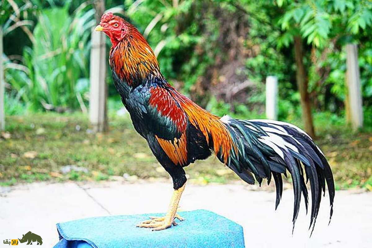 خروس کلنگی افغان خروس کلنگی افغان