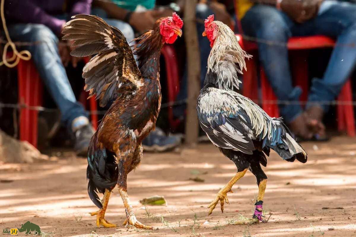 خروس کلنگی افغان خروس کلنگی افغان