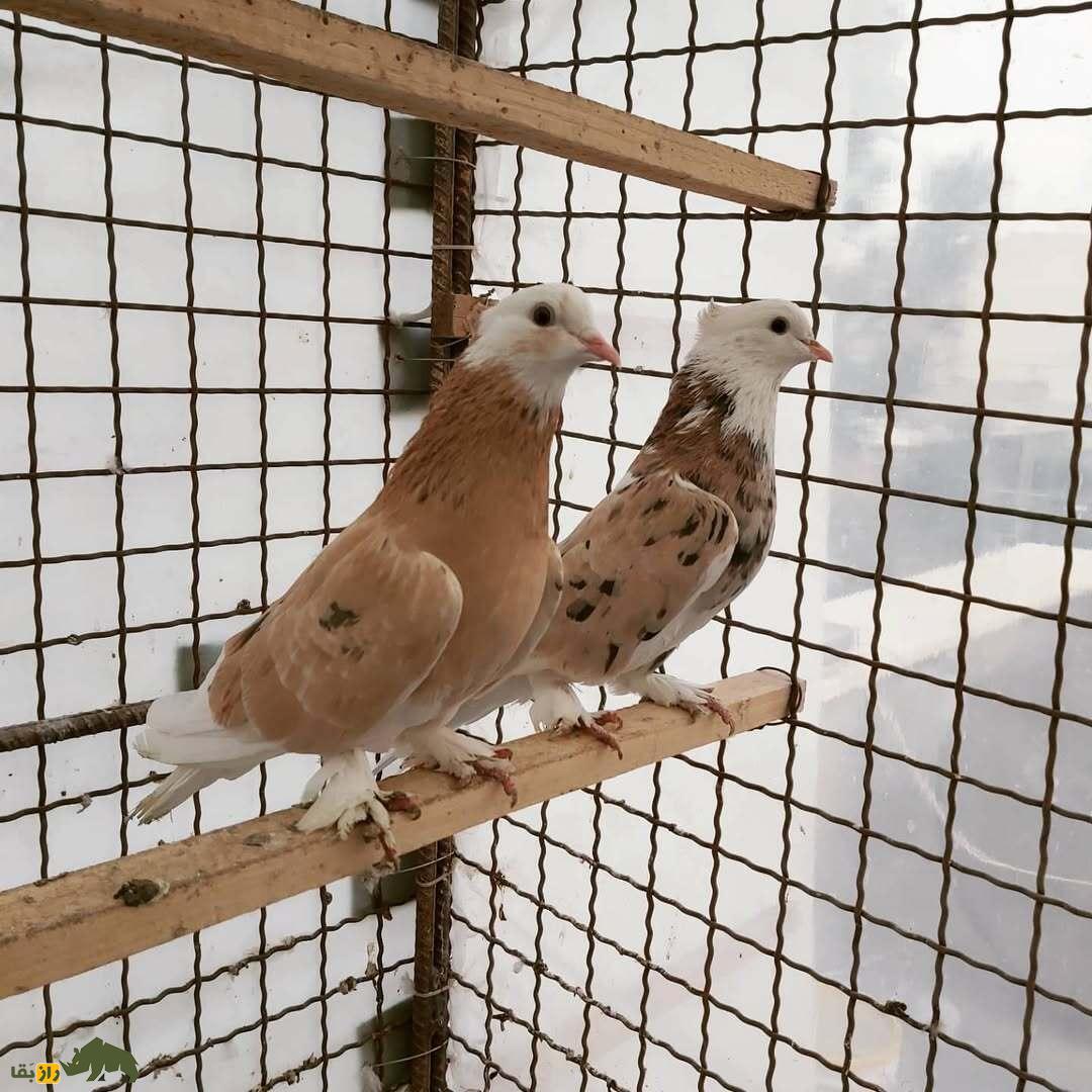 کبوتر هما؛ مروارید کبوترهای ایرانی که همه کبوتربازان را عاشق خود کرده است کبوتر هما؛ مروارید کبوترهای ایرانی که همه کبوتربازان را عاشق خود کرده است