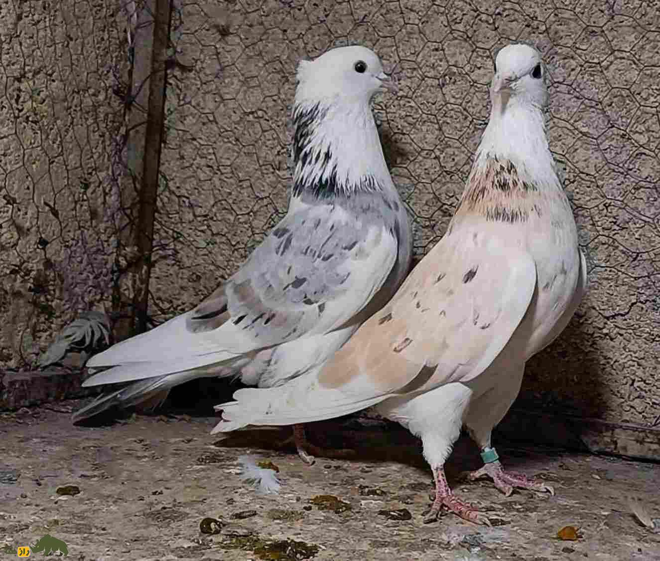 کبوتر هما؛ مروارید کبوترهای ایرانی که همه کبوتربازان را عاشق خود کرده است کبوتر هما؛ مروارید کبوترهای ایرانی که همه کبوتربازان را عاشق خود کرده است