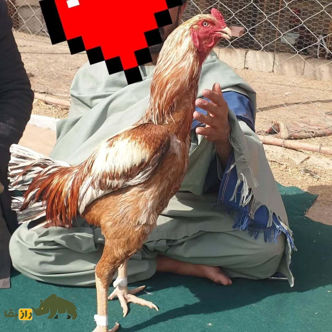 خروس کلنگی افغان؛ جومونگ دنیای خروسهای جنگی که عاشق کشتار و بوی خون است! خروس کلنگی افغان؛ جومونگ دنیای خروسهای جنگی که عاشق کشتار و بوی خون است!