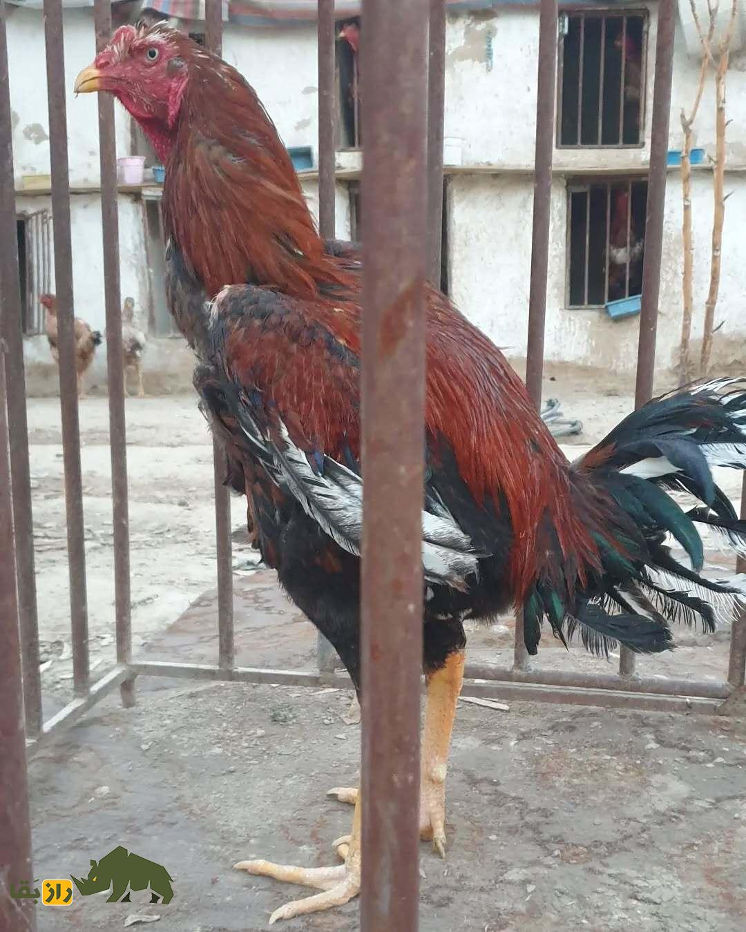خروس کلنگی افغان؛ جومونگ دنیای خروسهای جنگی که عاشق کشتار و بوی خون است! خروس کلنگی افغان