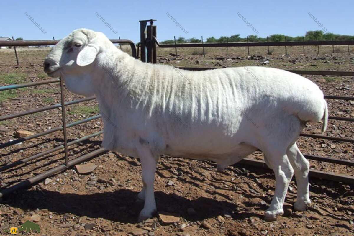 گوسفند وَن روی؛ گوسفند با ریشه ایرانی که در آفریقای جنوبی است و استاد تولید گوشت و پشم باکیفیت است گوسفند وَن روی در مزرعه