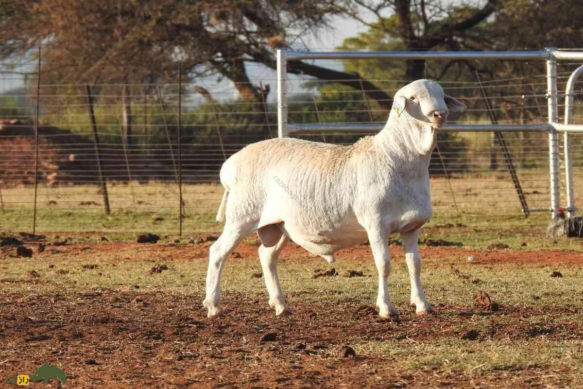 گوسفند وَن روی؛ گوسفند با ریشه ایرانی که در آفریقای جنوبی است و استاد تولید گوشت و پشم باکیفیت است گوسفند وَن روی ماده در مزرعه