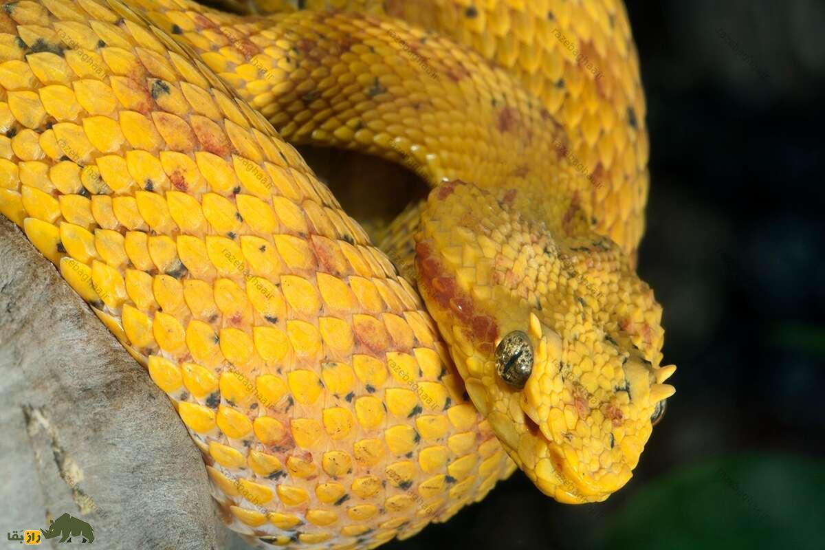 افعی بوتهای؛ خطرناکترین مار دنیا که شبیه اژدهاست افعی بوتهای؛ خطرناکترین مار دنیا که شبیه اژدهاست به رنگ زرد