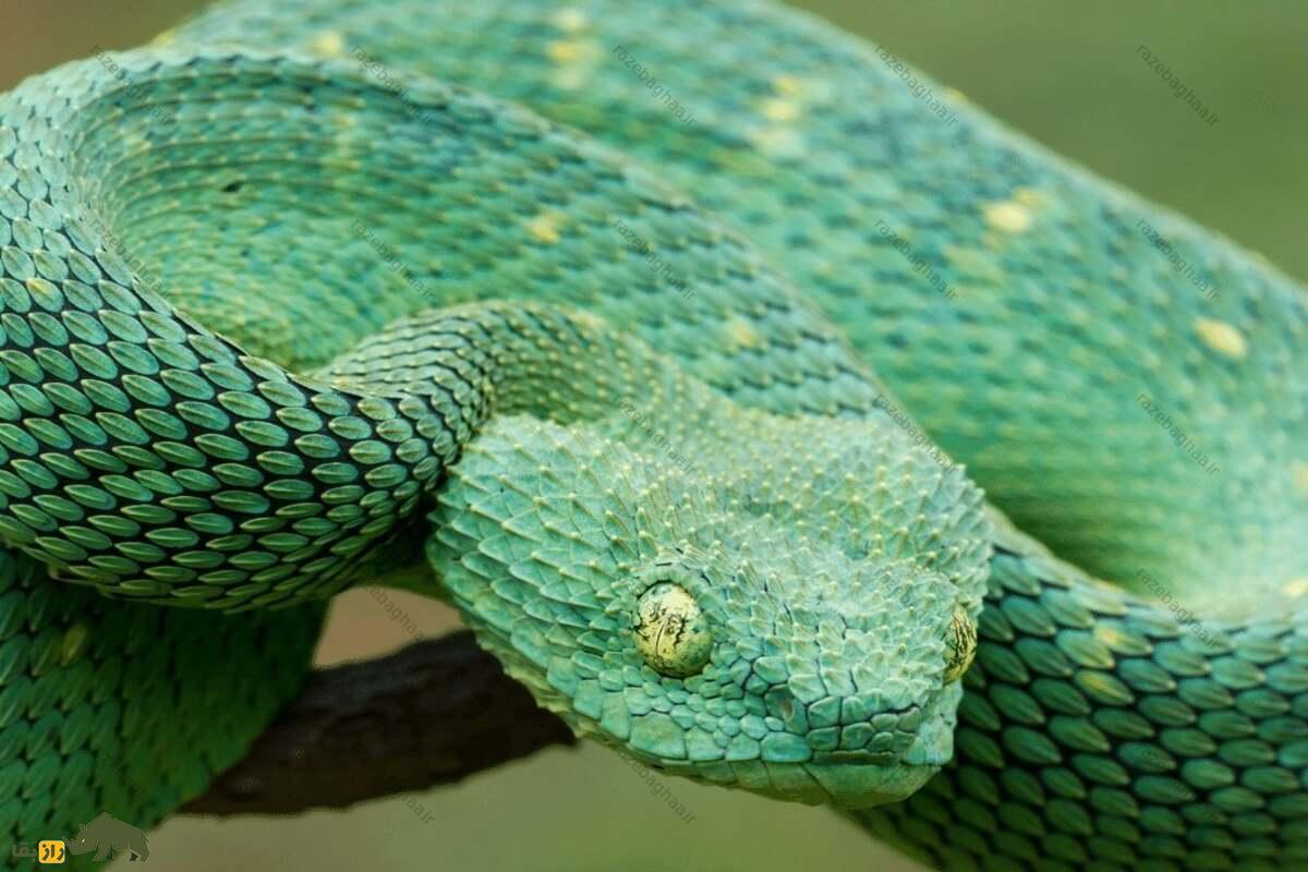 افعی بوتهای؛ خطرناکترین مار دنیا که شبیه اژدهاست افعی بوتهای؛ خطرناکترین مار دنیا که شبیه اژدهاست به رنگ سبز