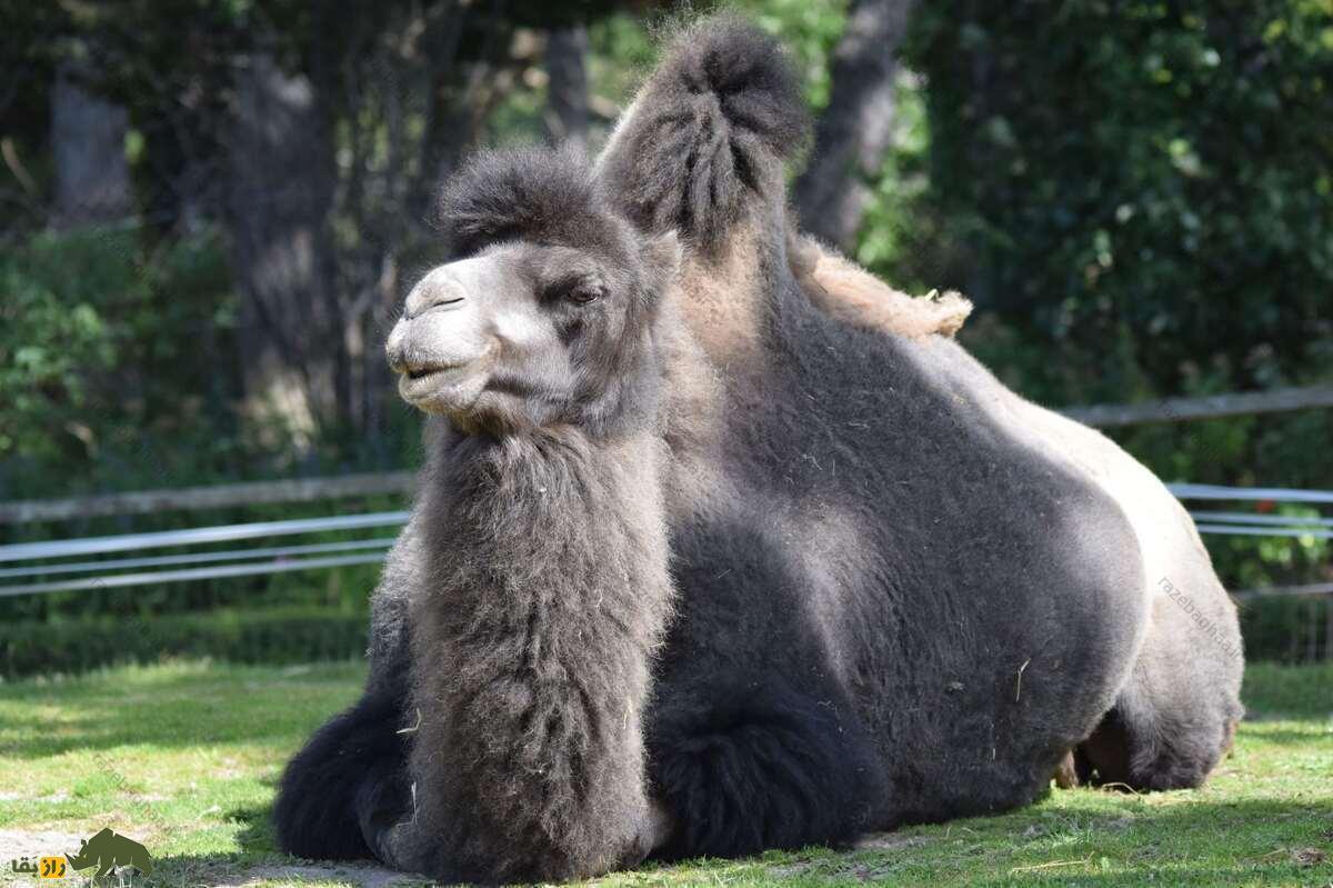 شتر دوکوهانه اهلی باختری؛ مقاومترین حیوان در برابر سرما و گرما که در افغانستان و قزاقستان زندگی میکند! شتر دوکوهانه اهلی باختری خاکستری نشسته