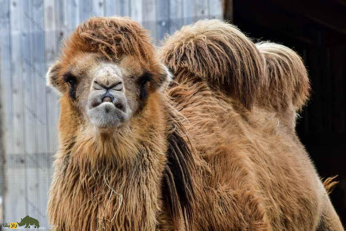 شتر دوکوهانه اهلی باختری؛ مقاومترین حیوان در برابر سرما و گرما که در افغانستان و قزاقستان زندگی میکند! شتر دوکوهانه اهلی باختری قهوه ای