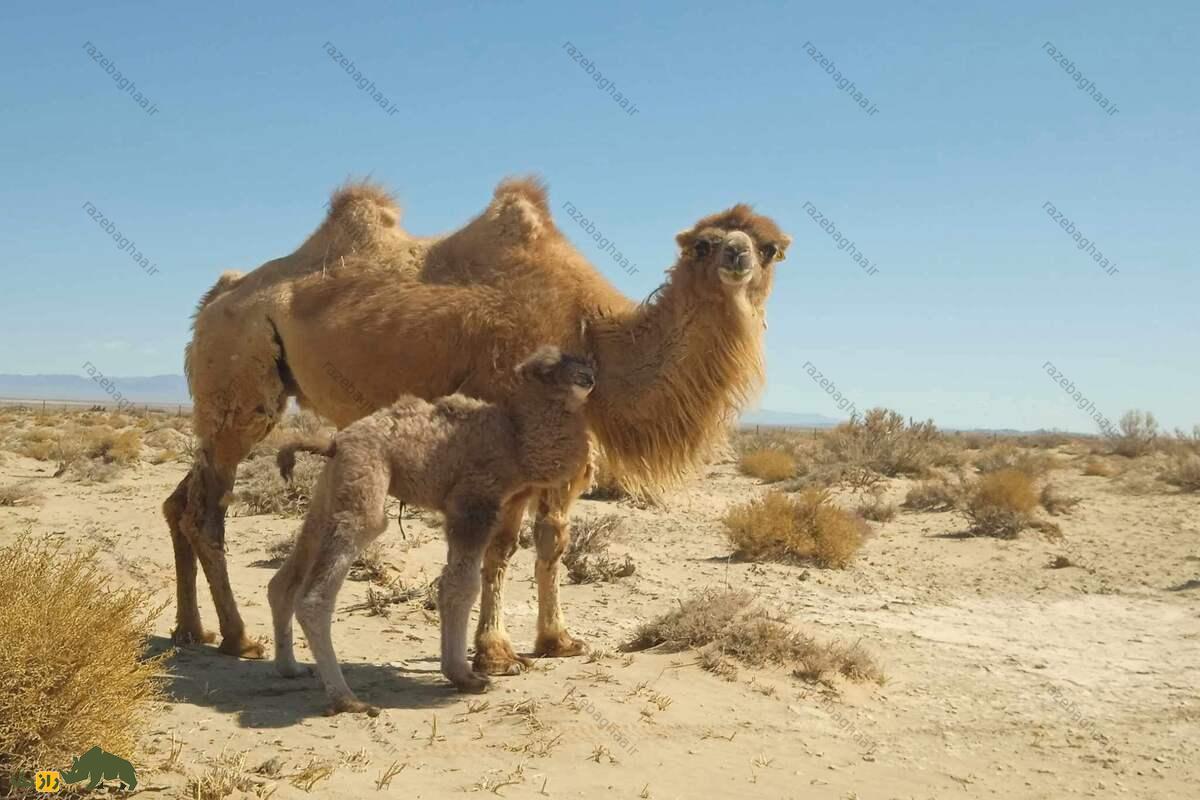 شتر دوکوهانه اهلی باختری؛ مقاومترین حیوان در برابر سرما و گرما که در افغانستان و قزاقستان زندگی میکند! شتر دوکوهانه اهلی باختری با بچهاش در بیابان