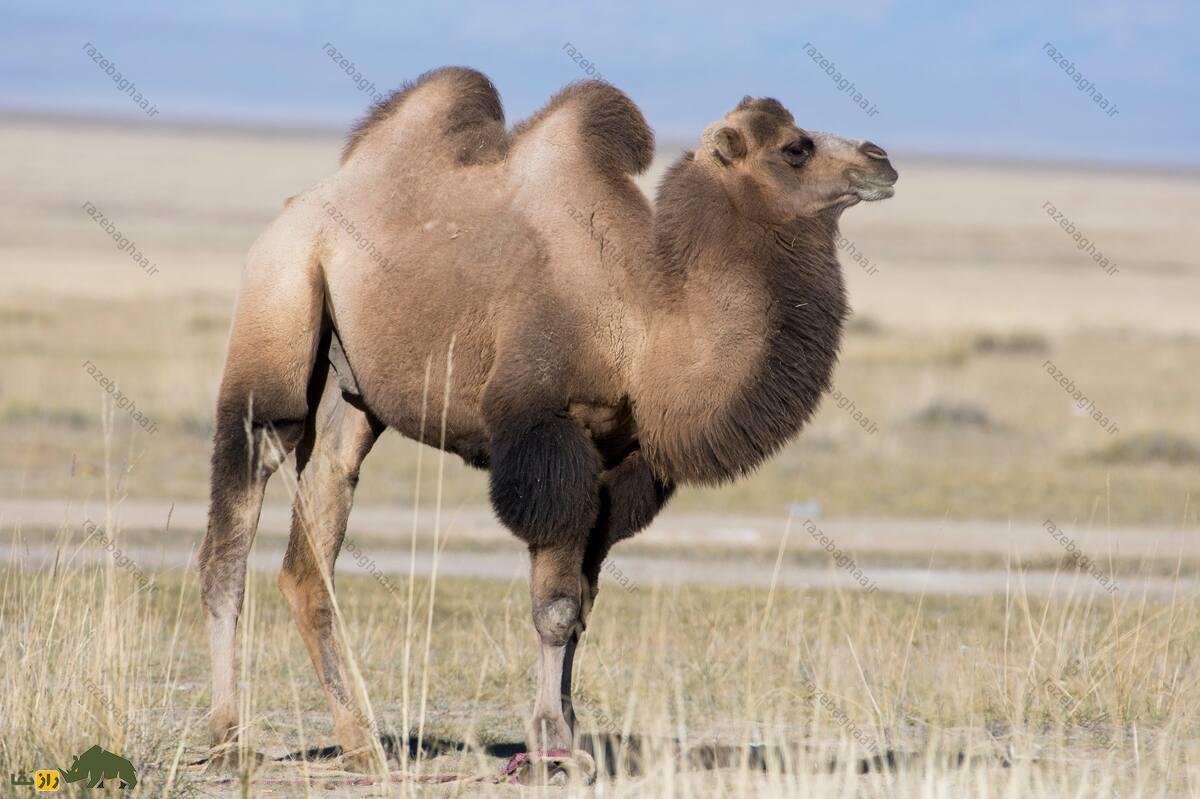 شتر دوکوهانه اهلی باختری؛ مقاومترین حیوان در برابر سرما و گرما که در افغانستان و قزاقستان زندگی میکند! شتر دوکوهانه اهلی باختری ایستاده در بیابان