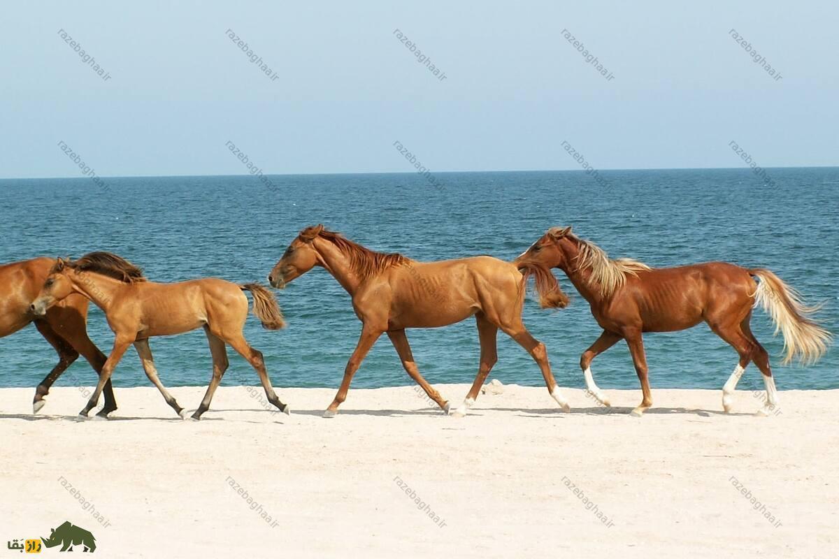اسب قرهباغی؛ اسبی اصیل با قدرت و زیبایی خاص که برای شرکت در جنگ پرورش یافته است اسبهای قرهباغی در حال عبور از ساحل کنار دریا