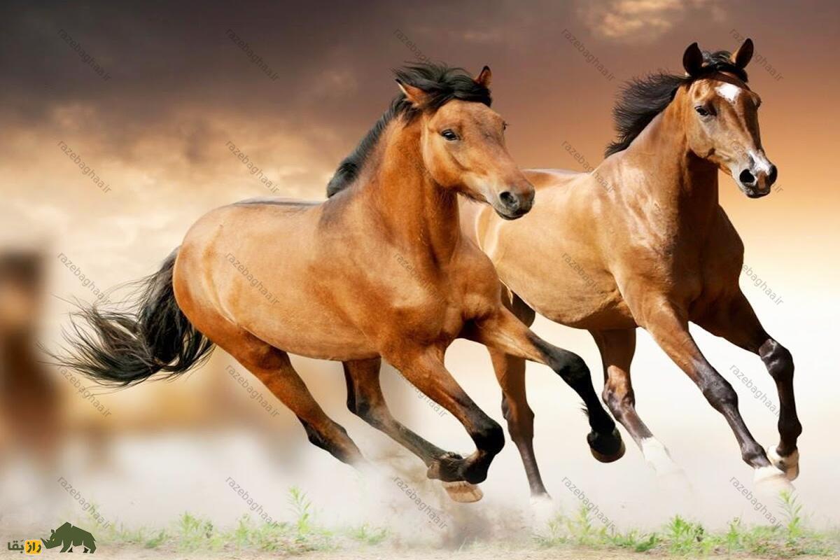 اسب قرهباغی؛ اسبی اصیل با قدرت و زیبایی خاص که برای شرکت در جنگ پرورش یافته است دو اسب قرهباغی در حال دویدن