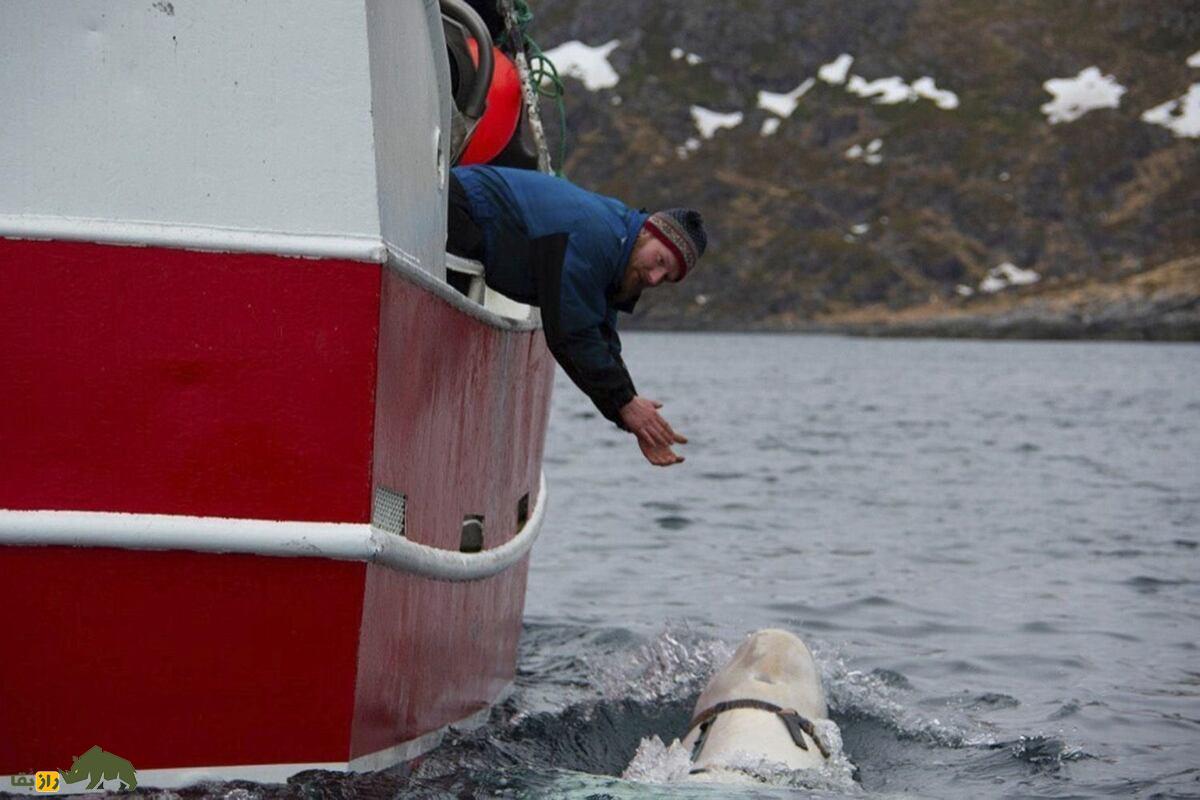 نجات نهنگهای سفید ولگا در روسیه: موسیقی و قدرت انسانیت مردی درحال نشان دادن راه به یک نهنگ بلگای سفید