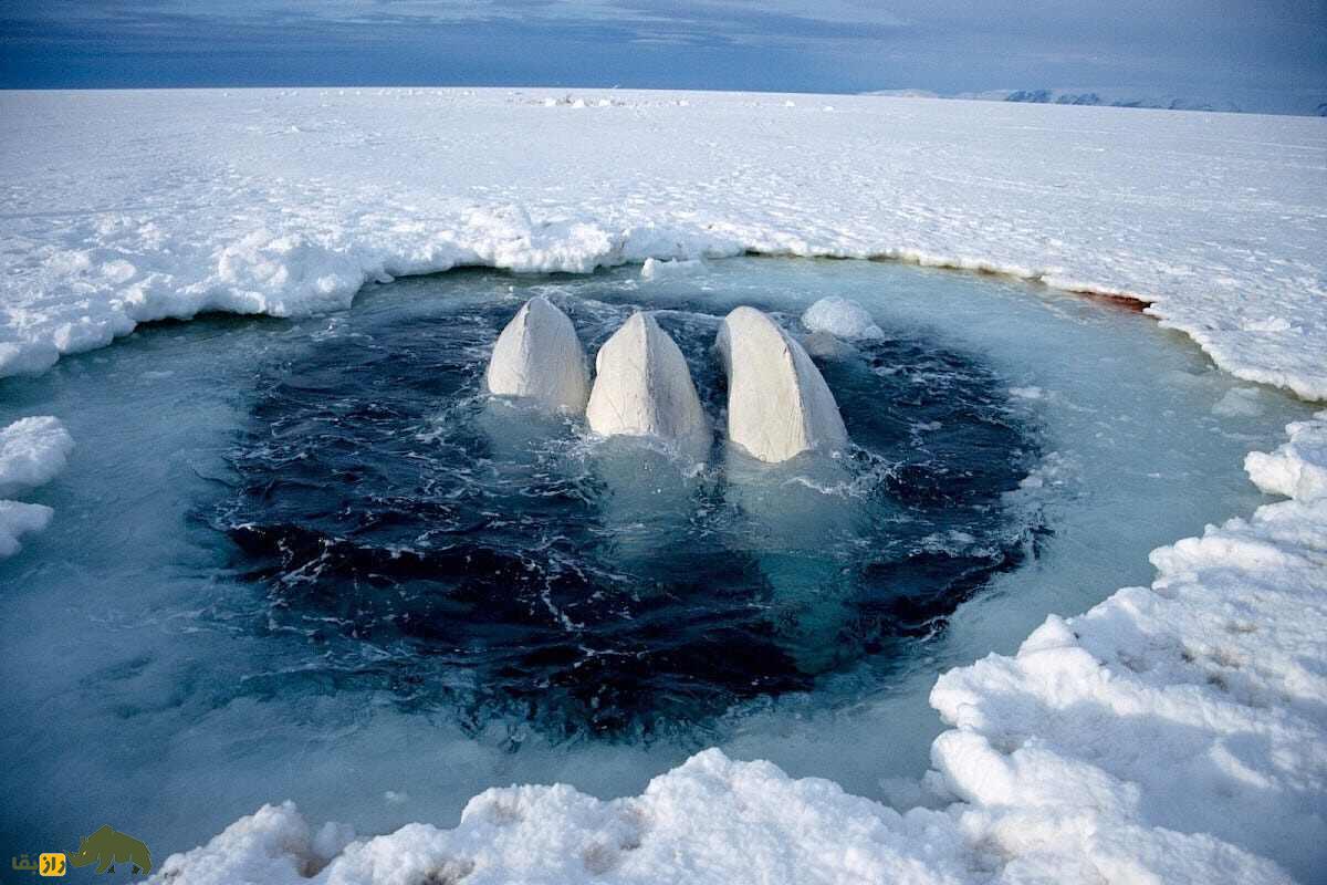 نجات نهنگهای سفید ولگا در روسیه: موسیقی و قدرت انسانیت نهنگ های بلگای سفید در وسط یخ و دریا