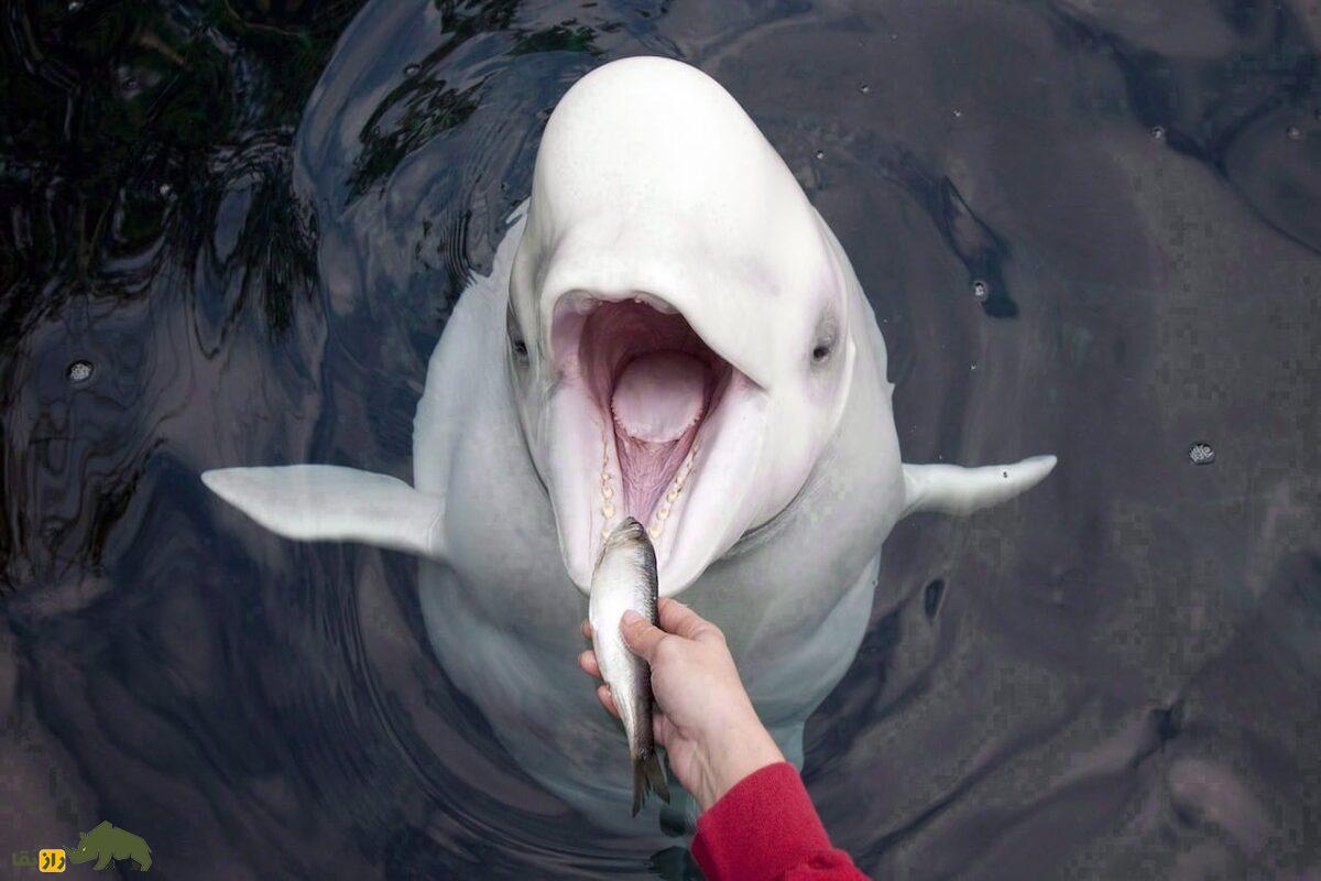 نجات نهنگهای سفید ولگا در روسیه: موسیقی و قدرت انسانیت نهنگ بلگا و دادن ماهی به آن