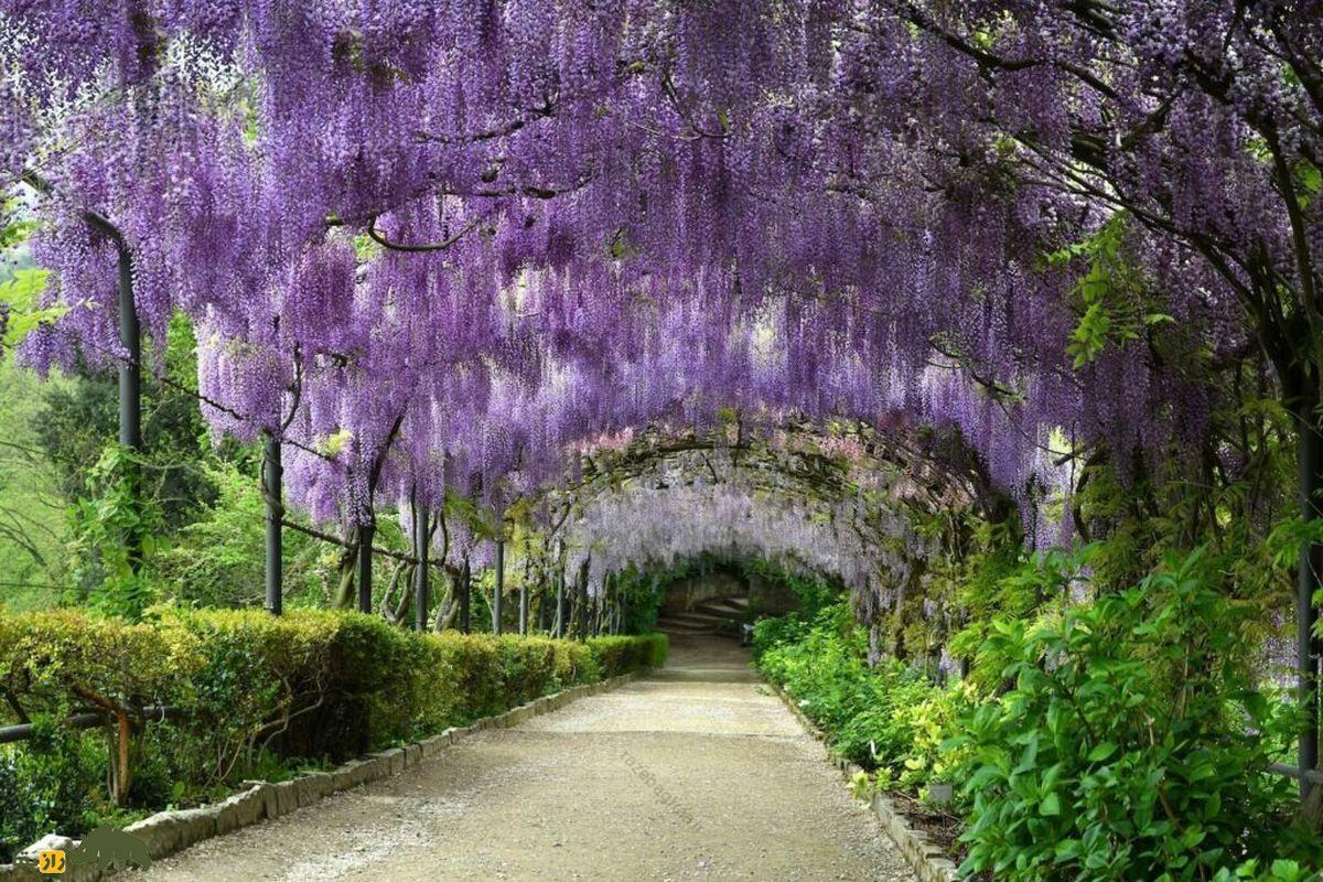 وستریا فلوربوندای؛ زیباترین گیاه جهان که زنان ژاپنی با آن شوهر خیانتکار خود را می‌کشتند!