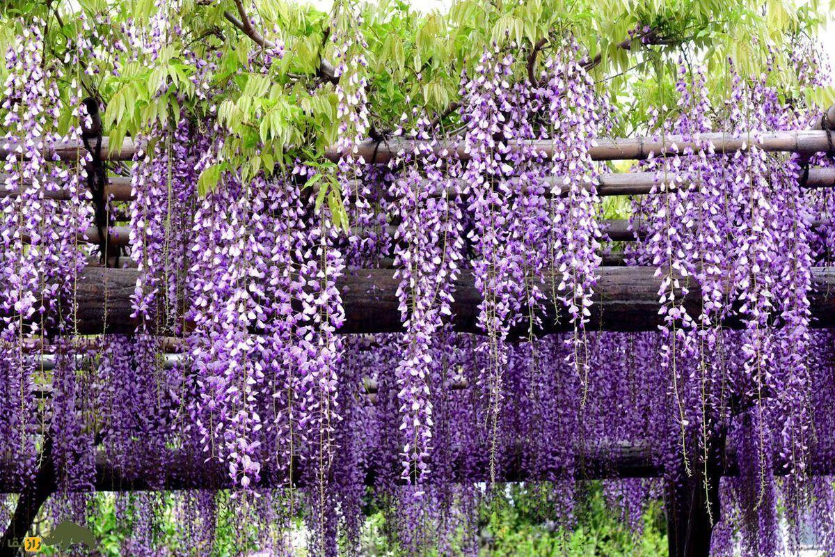 وستریا فلوربوندای؛ زیباترین گیاه جهان که زنان ژاپنی با آن شوهر خیانتکار خود را می‌کشتند!